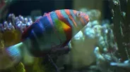 The Great Aquarium Treasure Hunt