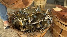 Video thumbnail: Outdoors Maryland Episode 2901