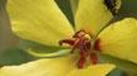 Video thumbnail: Outdoors Maryland Earth, Wind, & Fire