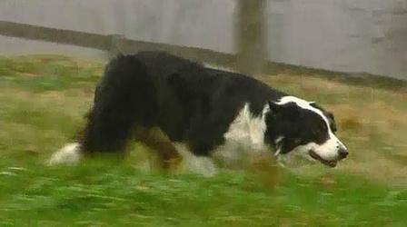 Video thumbnail: Outdoors Maryland A Dog's Eye View