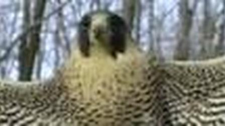 Video thumbnail: Outdoors Maryland Blackwater Refuge for Wildlife/Wetlands & Marshes,...