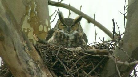Video thumbnail: Outdoors Maryland Searching for Great Horned Owls