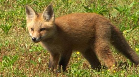 Video thumbnail: Outdoors Maryland Vixen and Kits