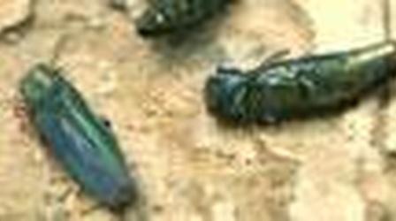 Video thumbnail: Outdoors Maryland Battle of the Beetles