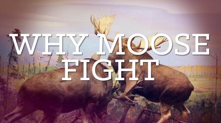 Why Moose Fight
