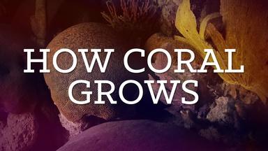 How Coral Grows
