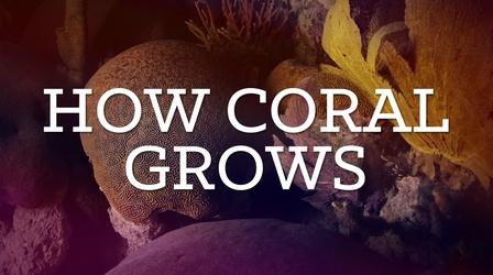 How Coral Grows
