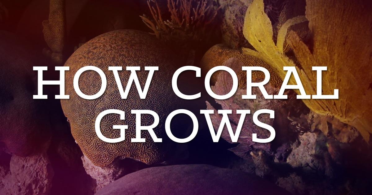 Diorama | How Coral Grows | WOSU