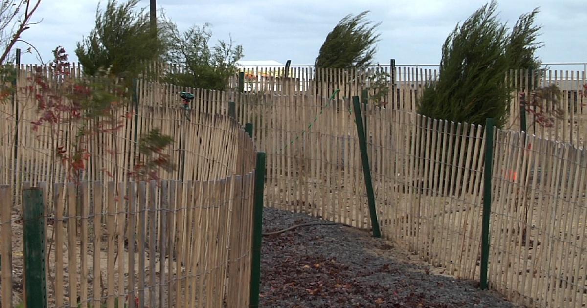 Metrofocus | maritime forest aims to protect property from strong storms