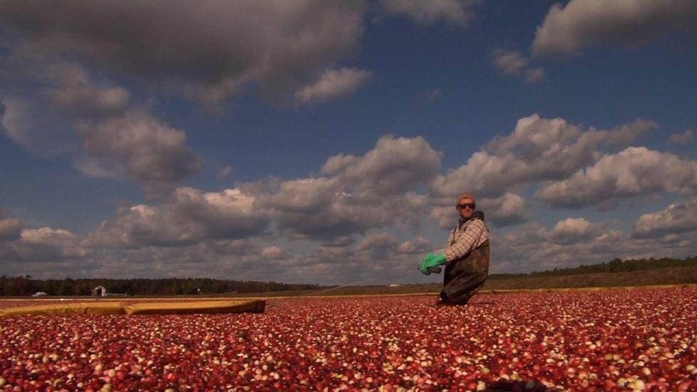 Cranberries Plentiful in New Jersey image