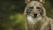 Meet the Coywolf: A New Hybrid Carnivore Roams the City