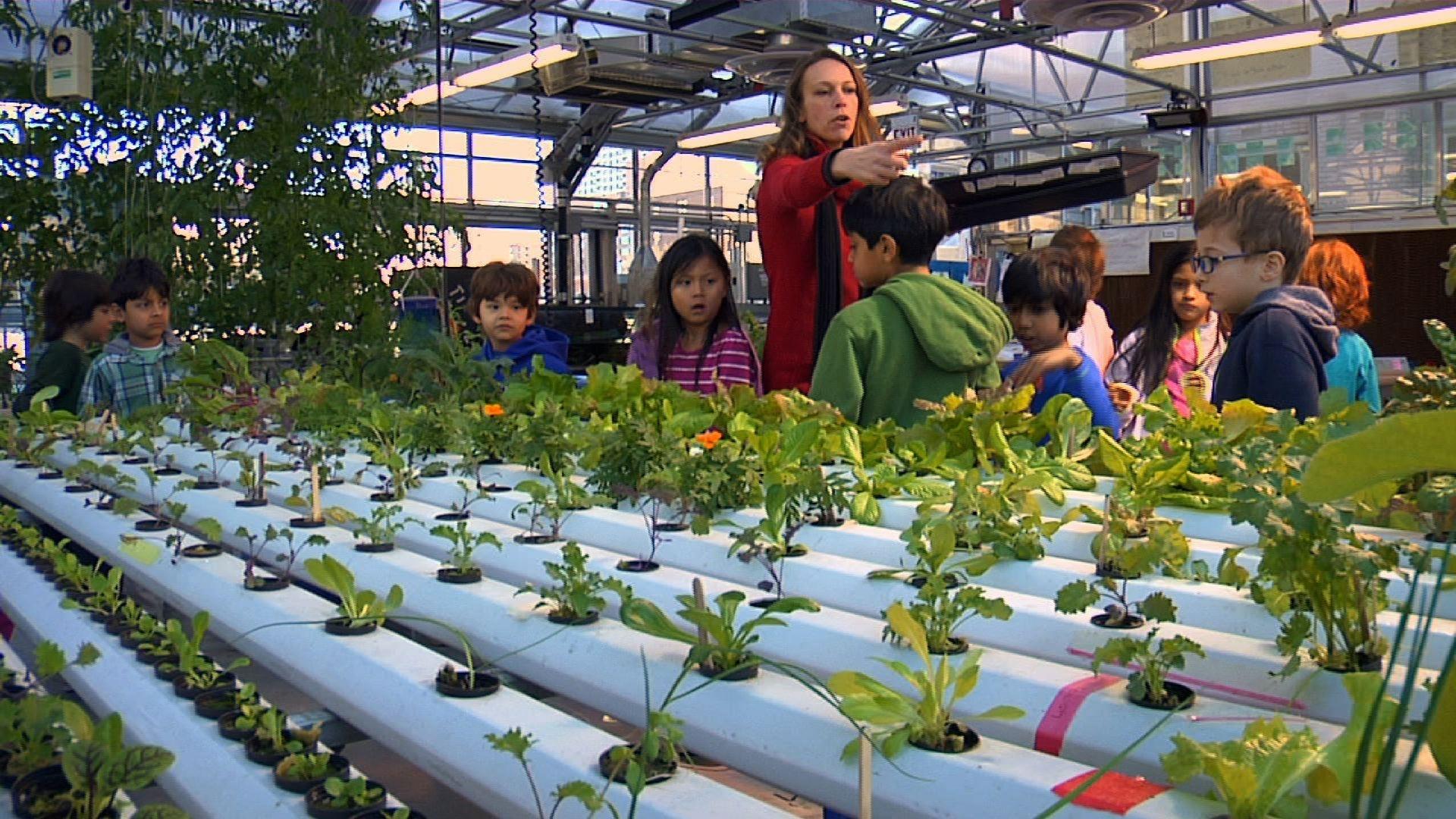 Greenhouse Update: Large Scale Hydroponics - Saint Louis Science Center