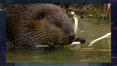 May 8: Crime in Camden, Leave it to Beavers, Scuba Diving