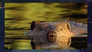 Leave it to Beavers: Re-evaluating an Unlikely Eco-Savior