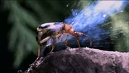 NATURE Documentary Highlights the Animal Kingdom's Misfits