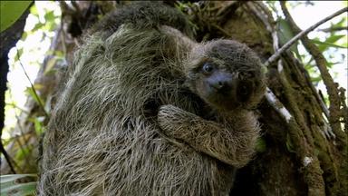 PBS Nature’s “A Sloth Named Velcro”