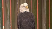 NJ Bald Eagle Population at All Time High