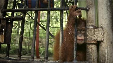 Behind the Scenes of Nature’s “The Last Orangutan Eden”