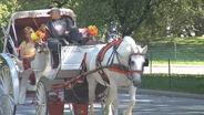 de Blasio's Horse Carriage Plan Falls Apart