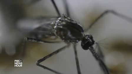 A Conversation With The Leading U.S. Expert On Zika