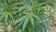 Cannabis Expo