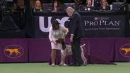 THE DOG SHOW - WESTMINSTER HITS MANHATTAN 