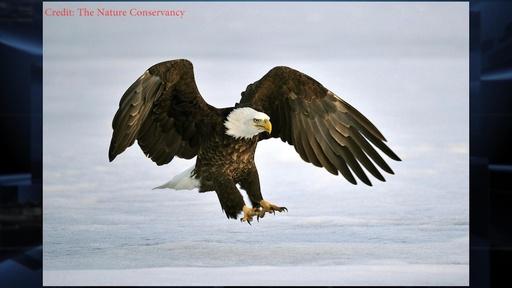 NY NATURE: SUCCESS & FAILURES