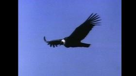 Video thumbnail: Pioneers of Thirteen First Episode of NATURE on PBS