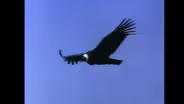 First Episode of NATURE on PBS