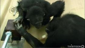 Video thumbnail: THIRTEEN Previews Monkey See, Monkey Do
