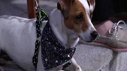 Video thumbnail: Experience Michiana Experience Michiana | 04/27/2012 Heartland Animal Rescue