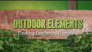 Finding Feathered Friends