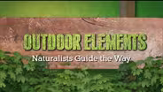 Naturalists Guide the Way