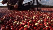 Cranberry Bogs Plentiful in New Jersey