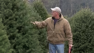 NJ Christmas Tree Farm Wins Contest, Has Trees at White Hous