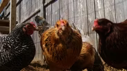 Raising Chickens Gains Popularity in NJ