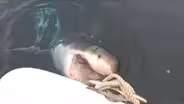Great White Shark Numbers Have Increased