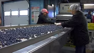 NJ Ranks Sixth in Blueberry Production
