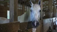 Horse Shelters Filling Up as Donations Lag