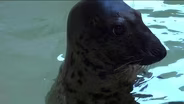 Marine Mammal Stranding Center Helps Animals
