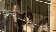 NJ Animal Shelters Struggle to Meet Demand