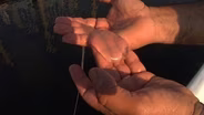 MSU Researchers Look at Jellyfish Infestation