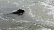Rise in Marine Mammals at Jersey Shore