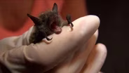 Bats Threatened By Deadly Disease