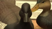 Duck Decoys Attract Fowl and Fans