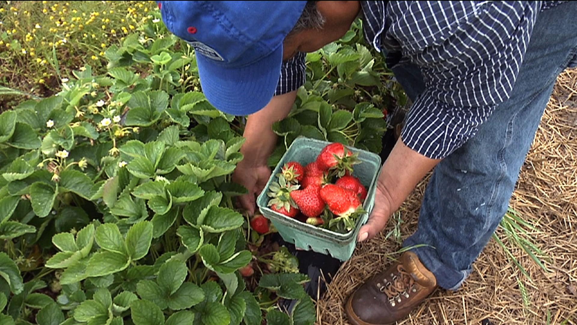 Jersey strawberries are here and they're really early! 