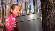Making Maple Syrup in New Jersey