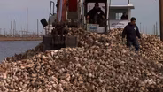 Creating an Oyster Reef in Barnegat Bay 
