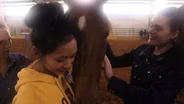 Horses Help Medical Students Improve Bedside Manner