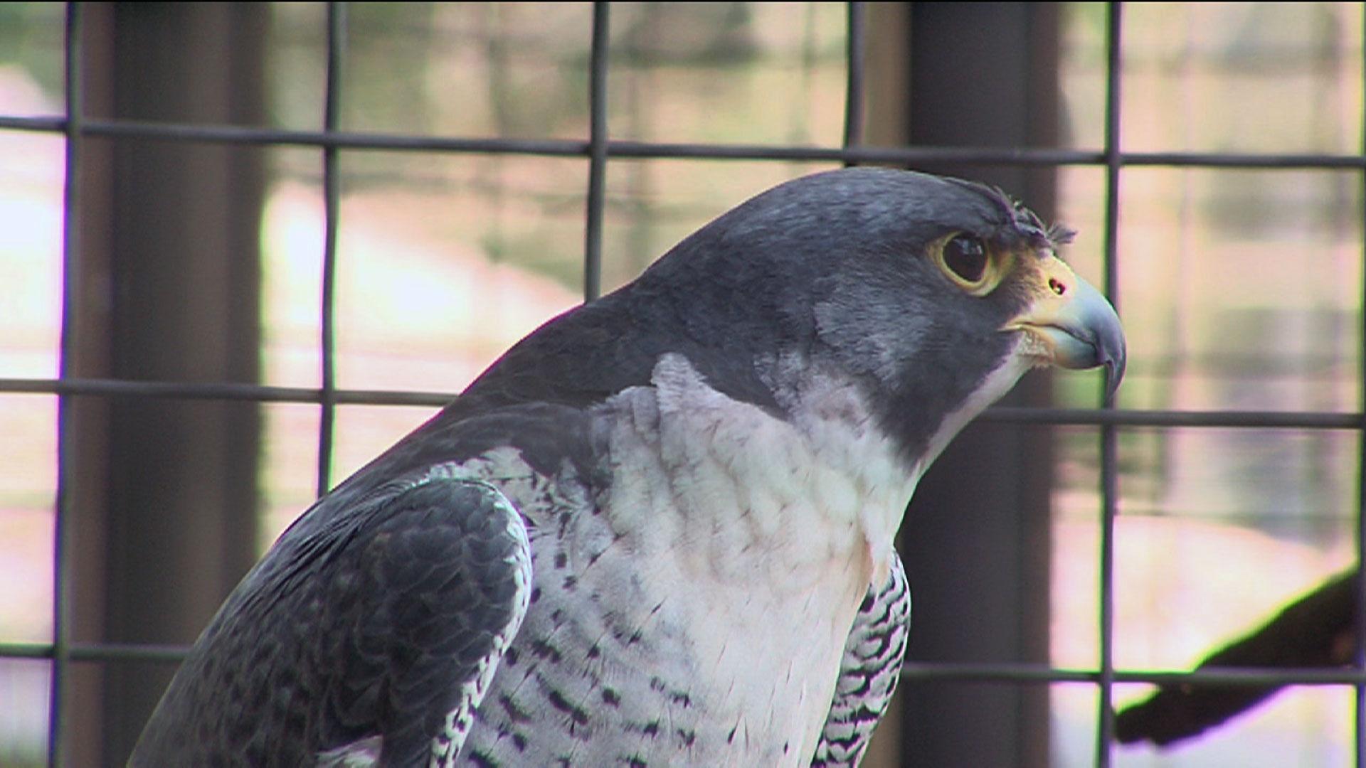 Peregrine falcon  Washington Department of Fish & Wildlife